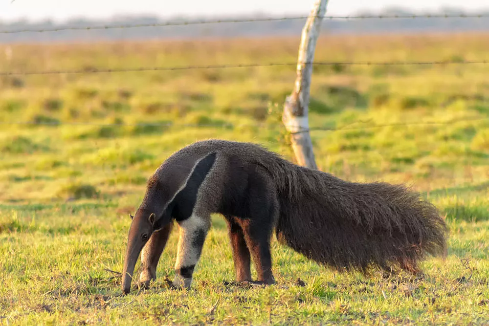 anteater in grassy field