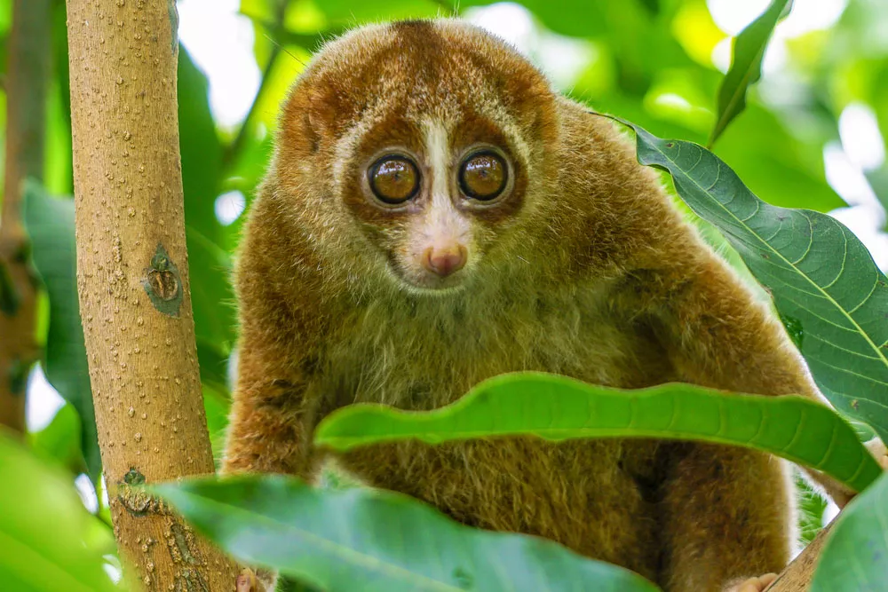 big eyed golden brown slow loris in tree