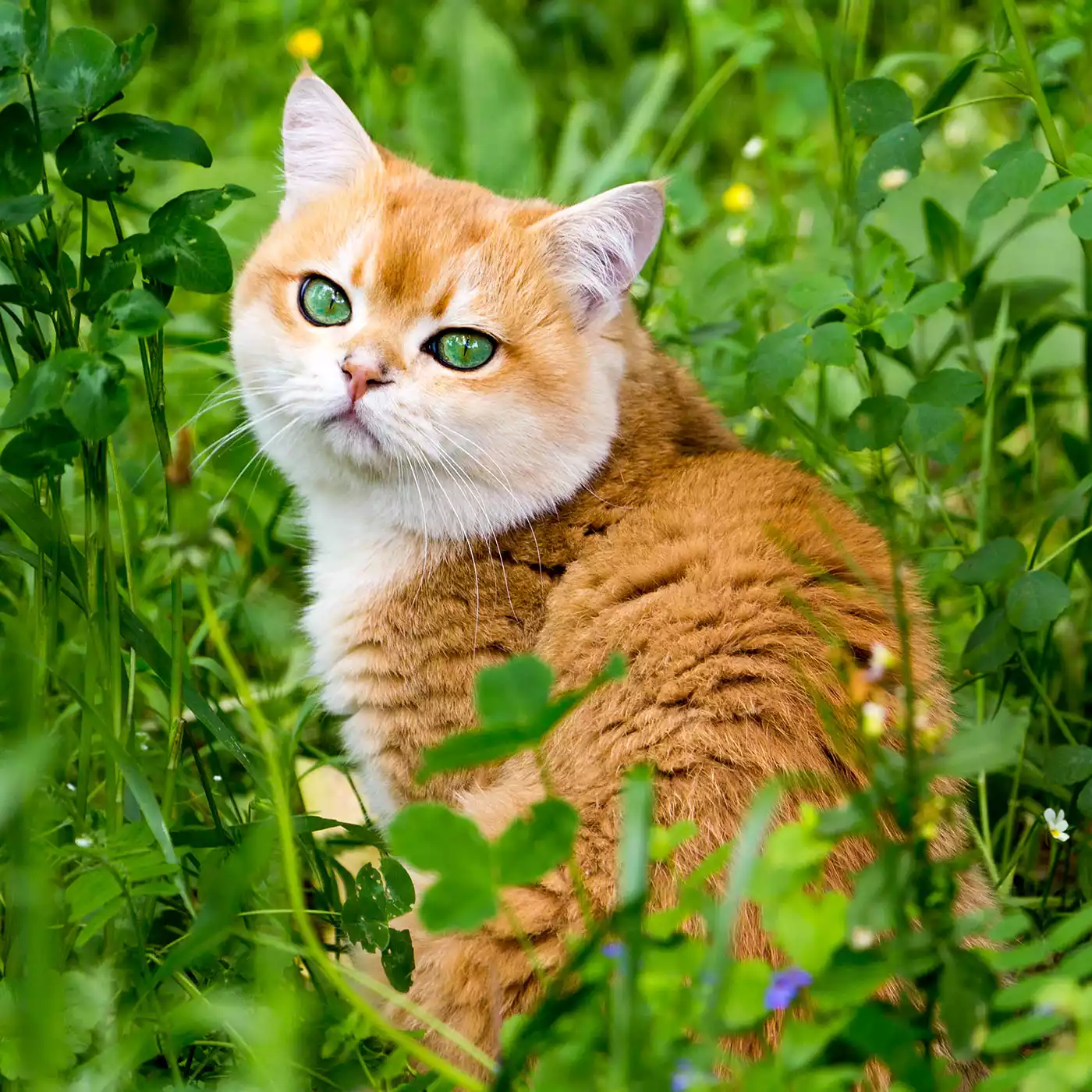 orange british shorthair with green eyes