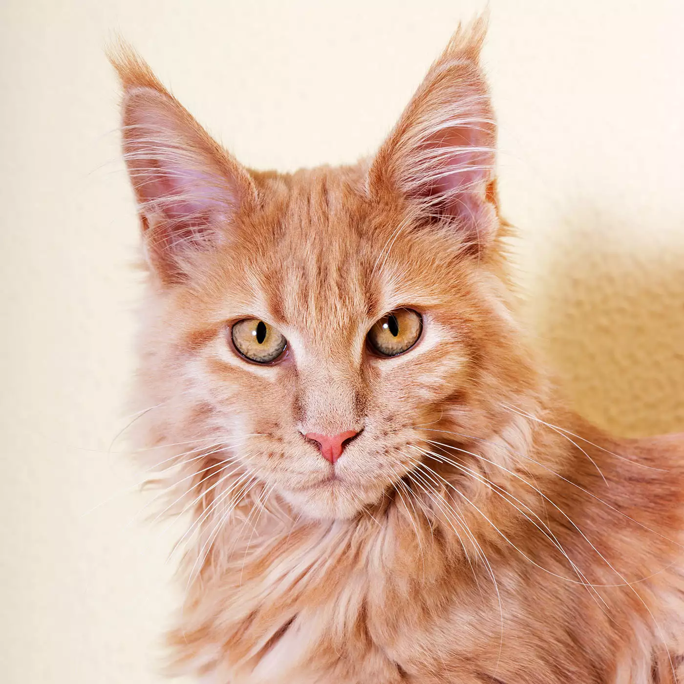 orange maine coon cat