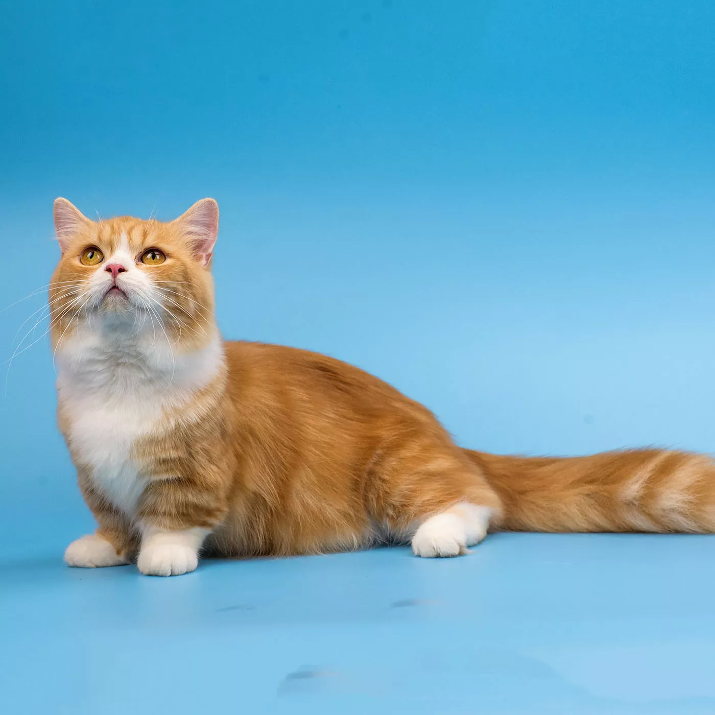 orange munchkin cat on blue background