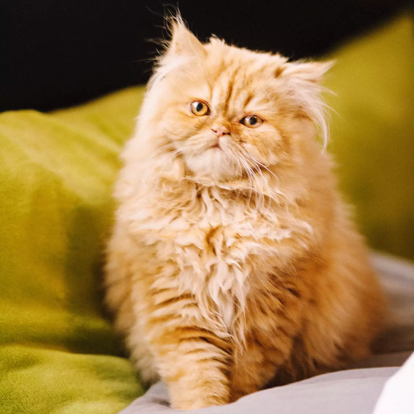 orange persian cat