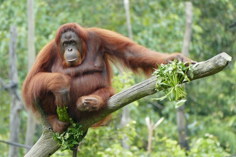 orangutan female