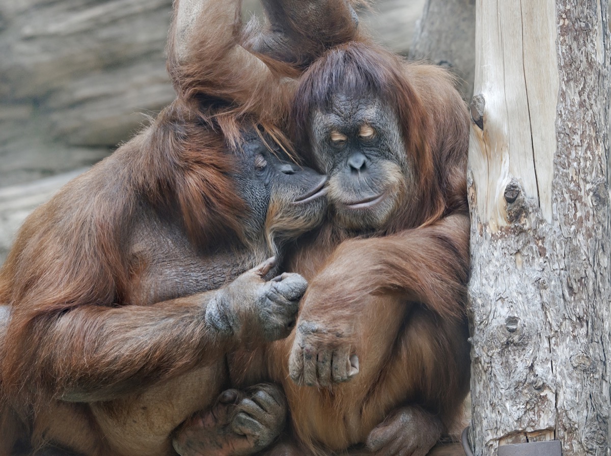 orangutans sharing a kiss animals in love