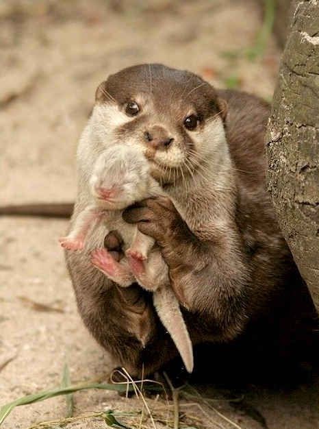 North american river otter