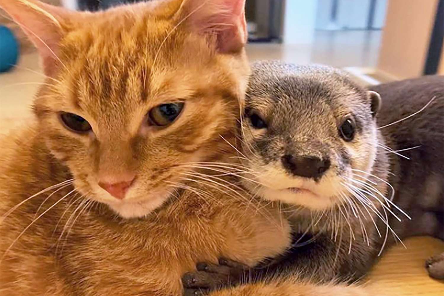 Adorable Video of Otter Snuggling with Kitty Cat