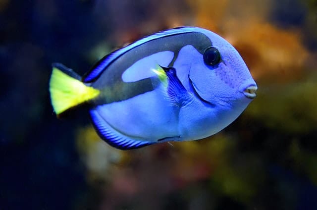 blue tang