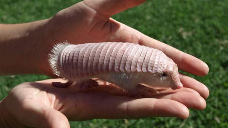 Pink Fairy Armadillo Facts