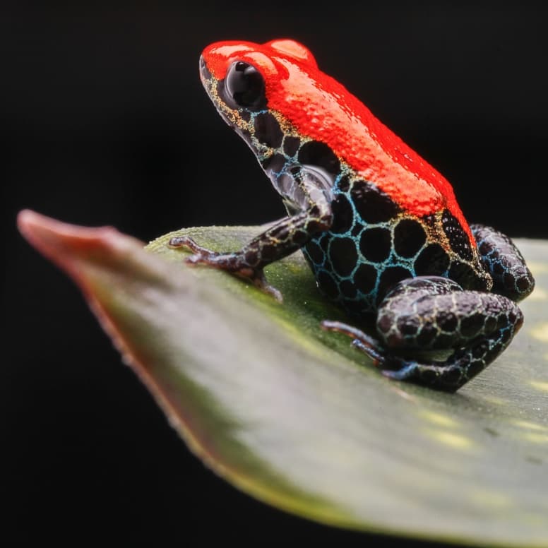 Poison dart frog