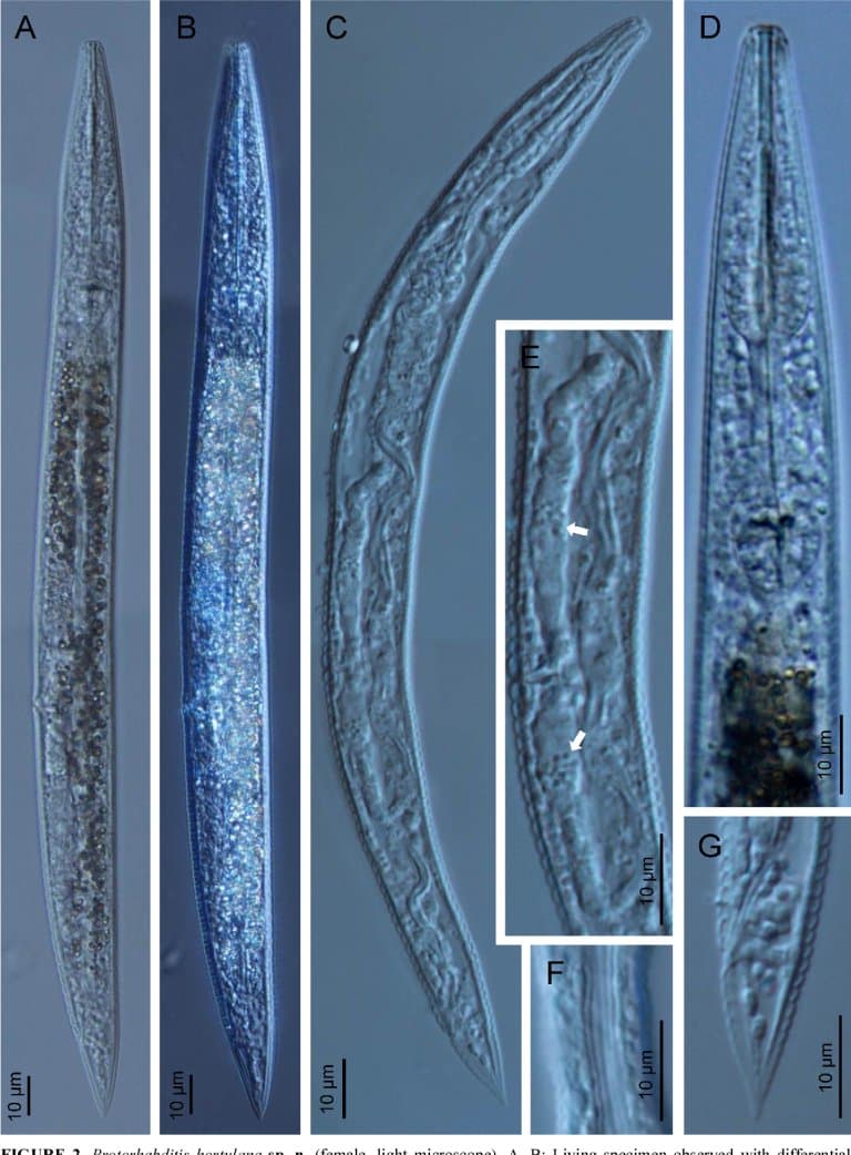 Protorhabditis hortulana