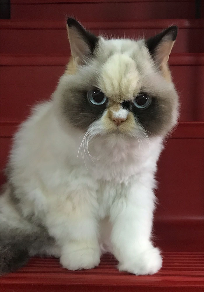 Meet The New Grumpy Cat That Looks Even Angrier Than Her Late Predecessor