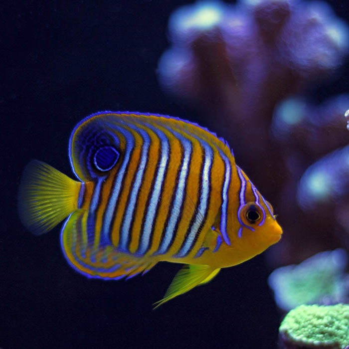 Regal Angel Fish | Rock N Critters