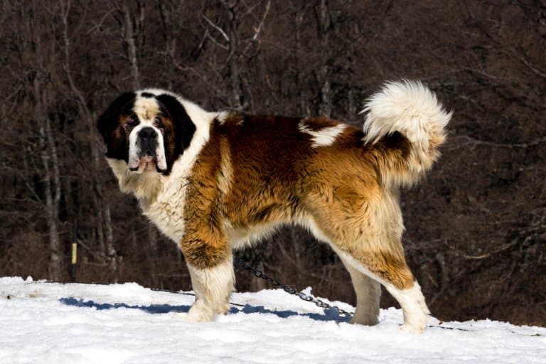 Saint Bernard