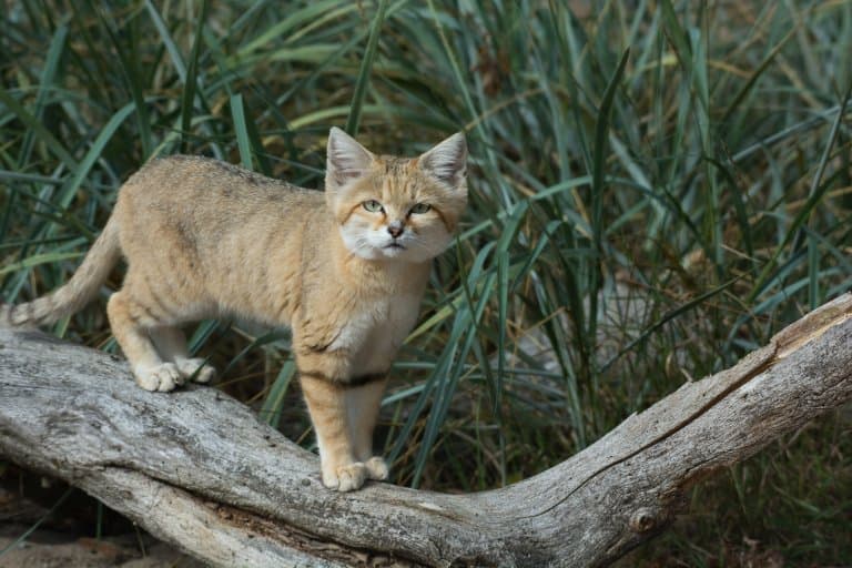 Sand Cat in desert