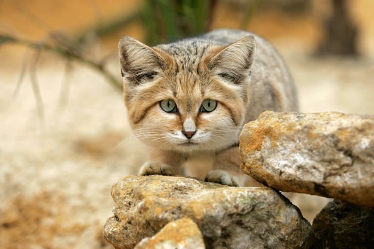 Sand cat hunting