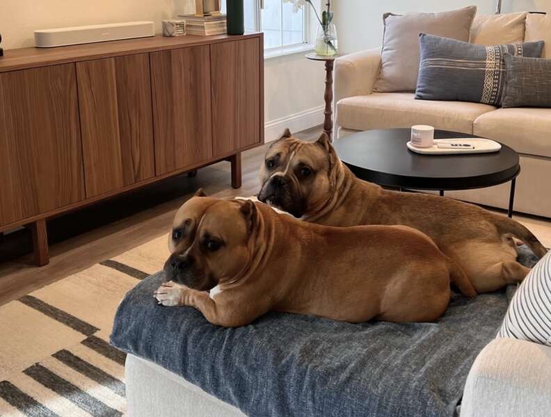 two dogs on couch