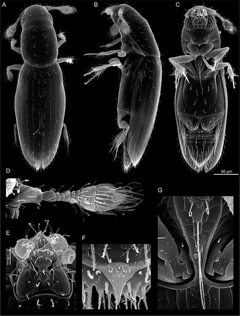 Scydosella musawasensis, the worlds smallest beetle