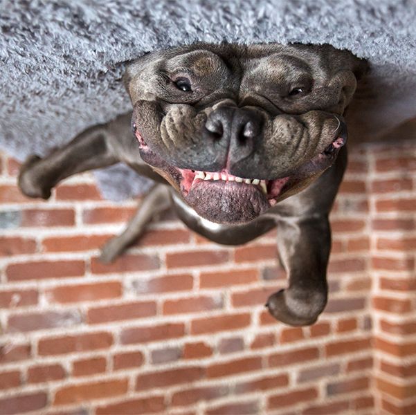 Sherman the Mastiff/American Bulldog mix smiles for an upside-down pet portrait on the bed.
