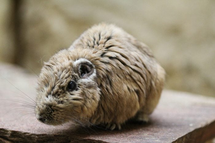 common gundi (Ctenodactylus gundi)