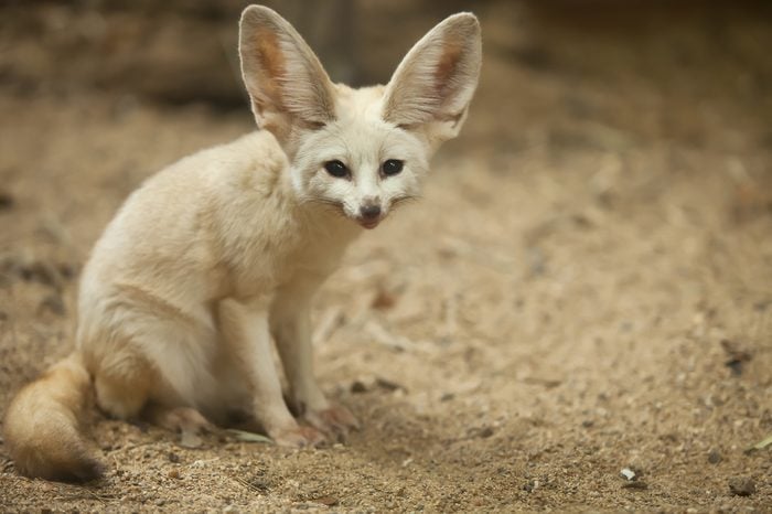 Fennec Fox