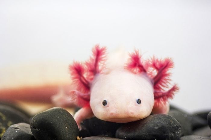 Axolotl (Ambystoma mexicanum)