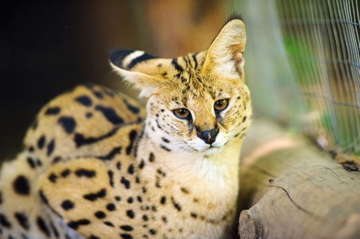 Funny serval cat