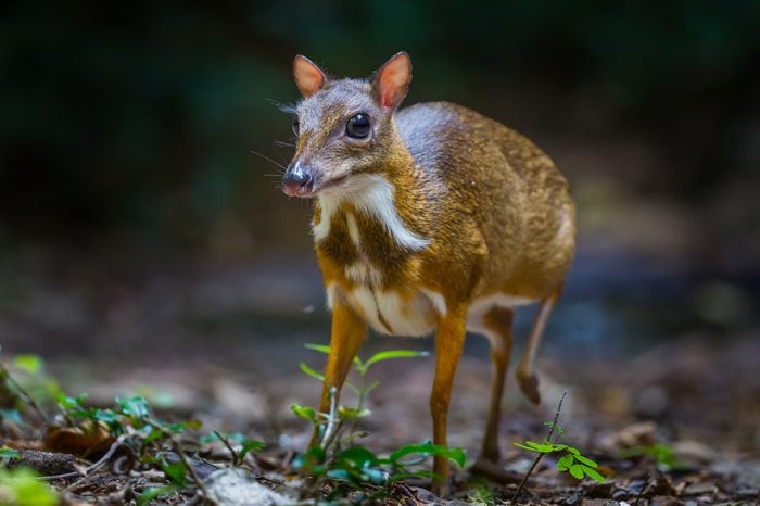 Lesser mouse-deer (Tragulus kanchil) walking in real nature at Kengkracharn National Park,Thailand