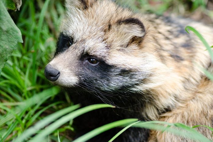 Raccoon dog(tanuki) sitting in the grass.