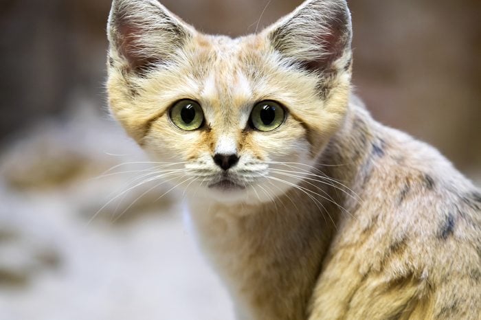 Sand cat, Felis margarita, is a beautiful desert cat