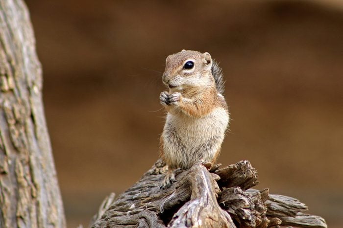 Harris Antelope Squirrel