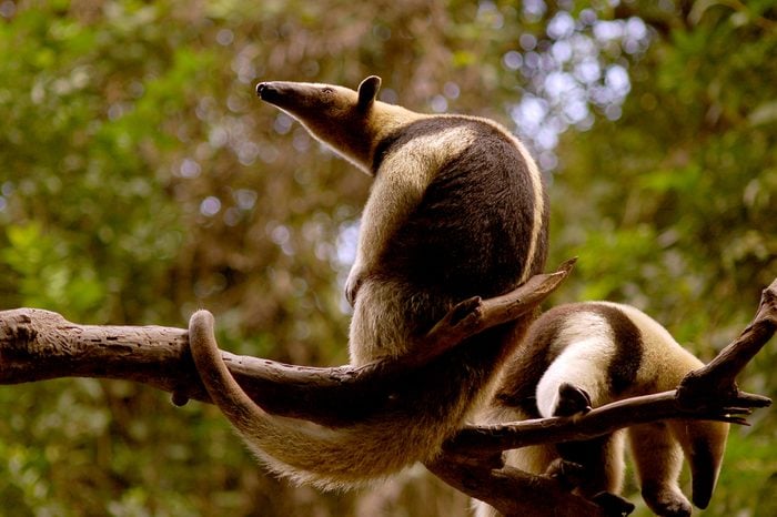 Ant eater (tamandua mexicana) couple in Chiapas Mexico.