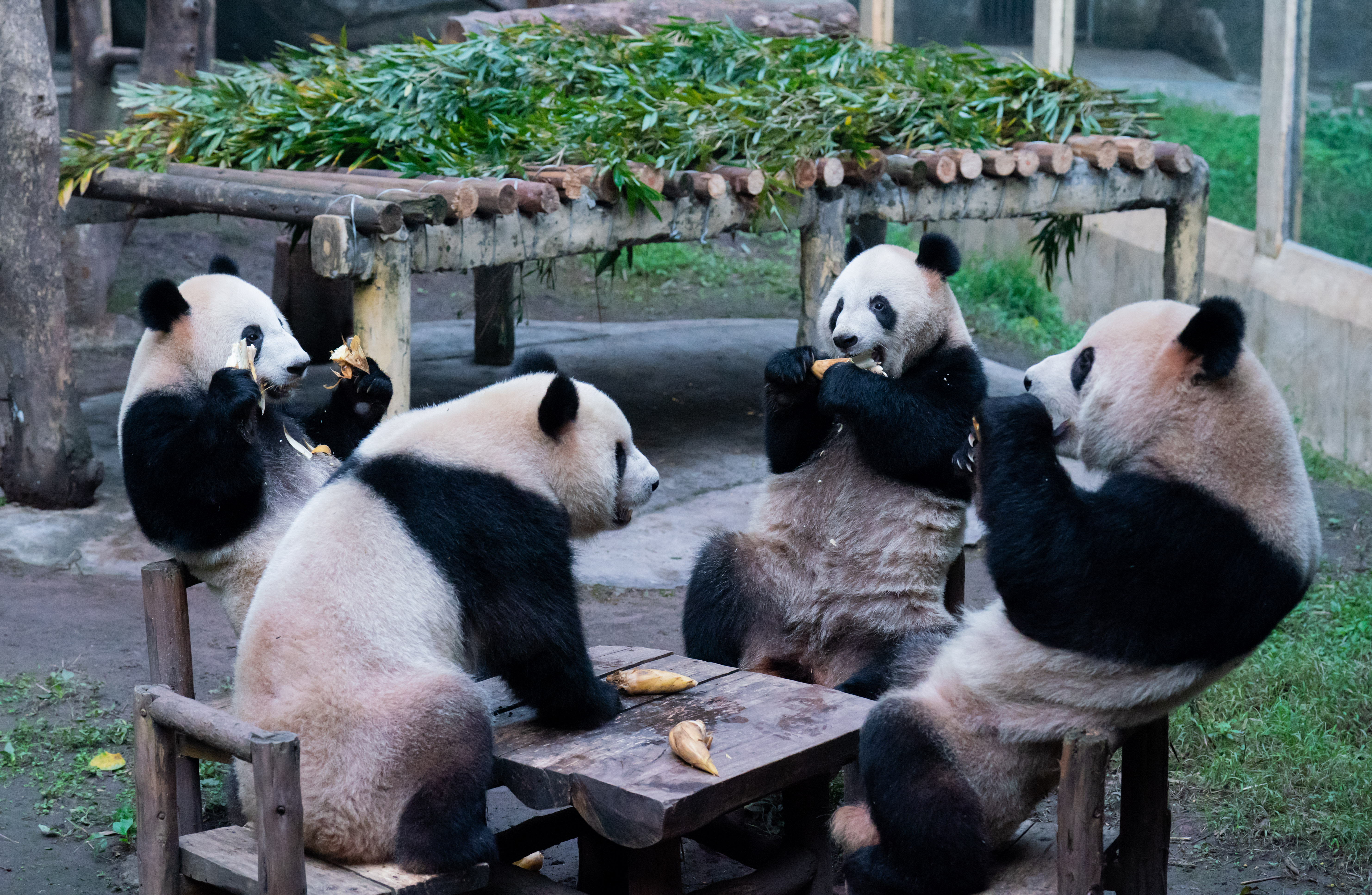 Images of pandas at a Chinese zoo has aroused suspicion of them being people in costumes.