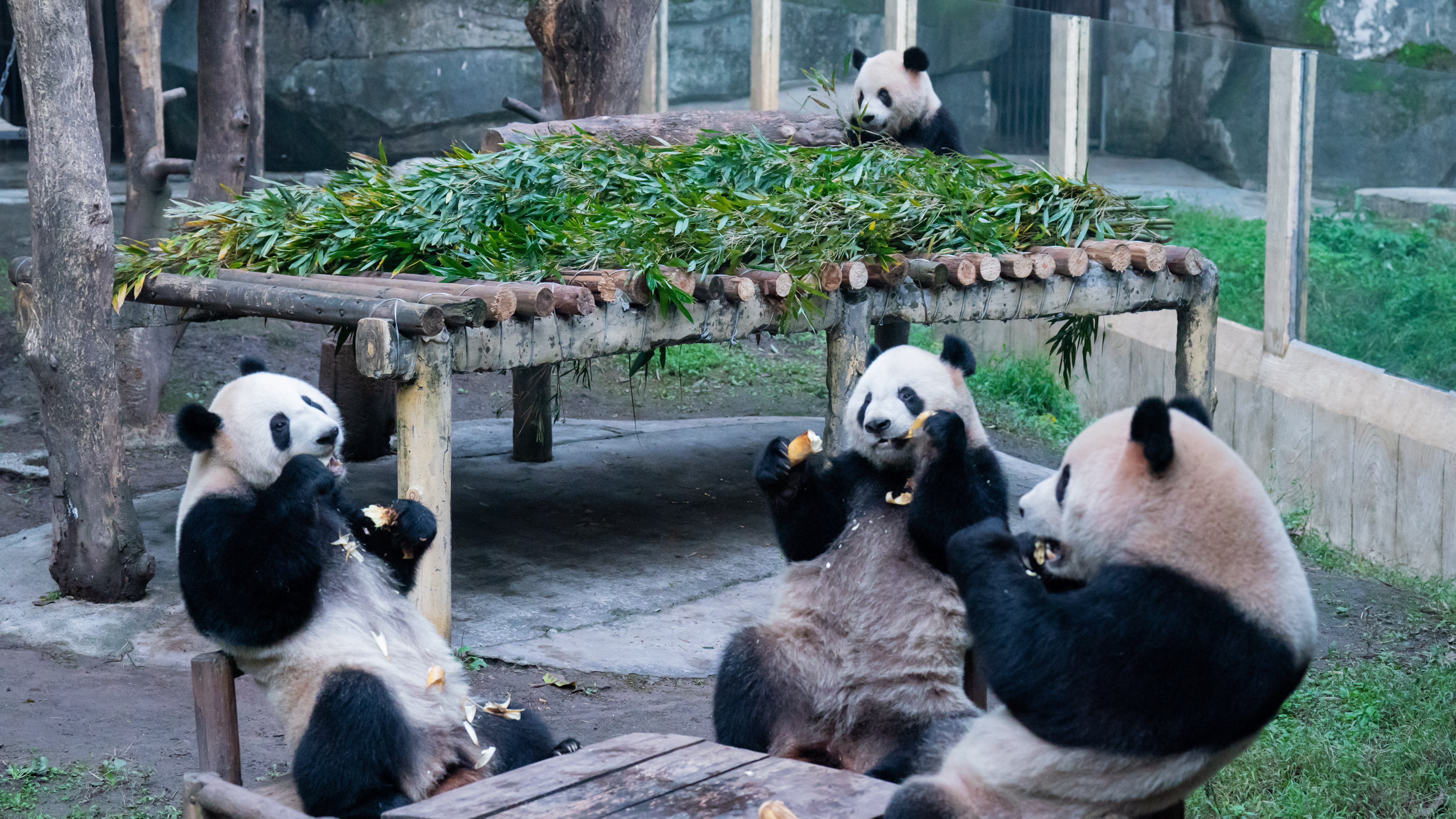 Some believed that the cutely posed pandas were real.