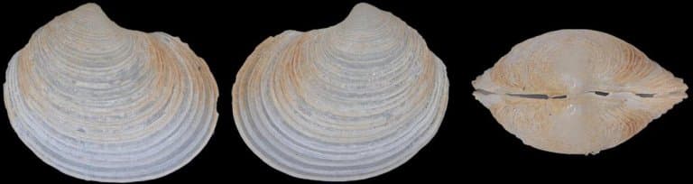 Smallest Bivalve - Condylonucula maya