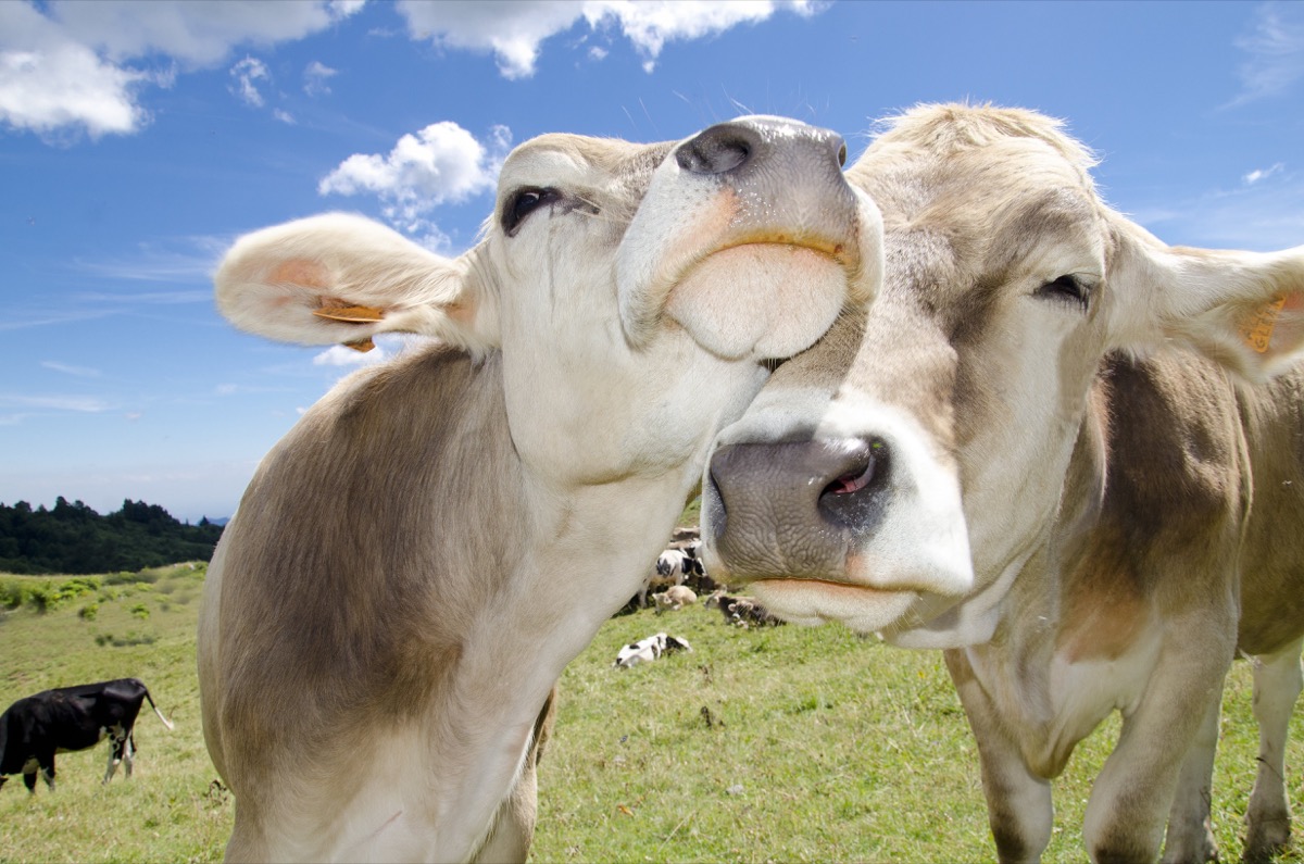 swiss cows in love animals in love