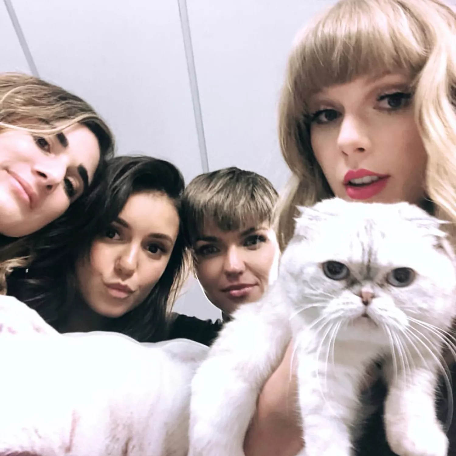 Taylor Swift cats