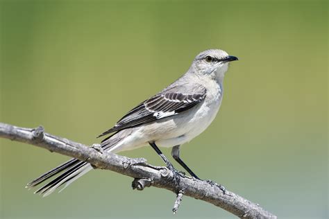 Kết quả hình ảnh cho Northern Mockingbird. kích thước: 179 x 185. Nguồn: www.bl.uk