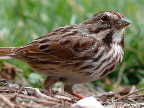 Kết quả hình ảnh cho Song Sparrow. kích thước: 176 x 185. Nguồn: en.wikipedia.org