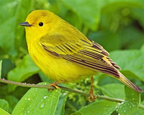 Kết quả hình ảnh cho Yellow Warbler. kích thước: 150 x 120. Nguồn: www.pinterest.com