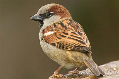 Kết quả hình ảnh cho House Sparrow. kích thước: 154 x 103. Nguồn: www.bfbc.org.uk