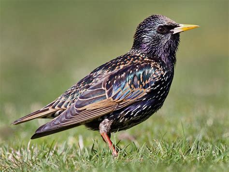 Kết quả hình ảnh cho European Starling. kích thước: 176 x 185. Nguồn: celebrateurbanbirds.org