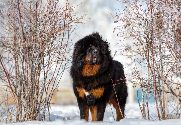 The Biggest Dog Breeds in the World