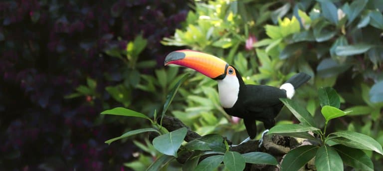 Toucan