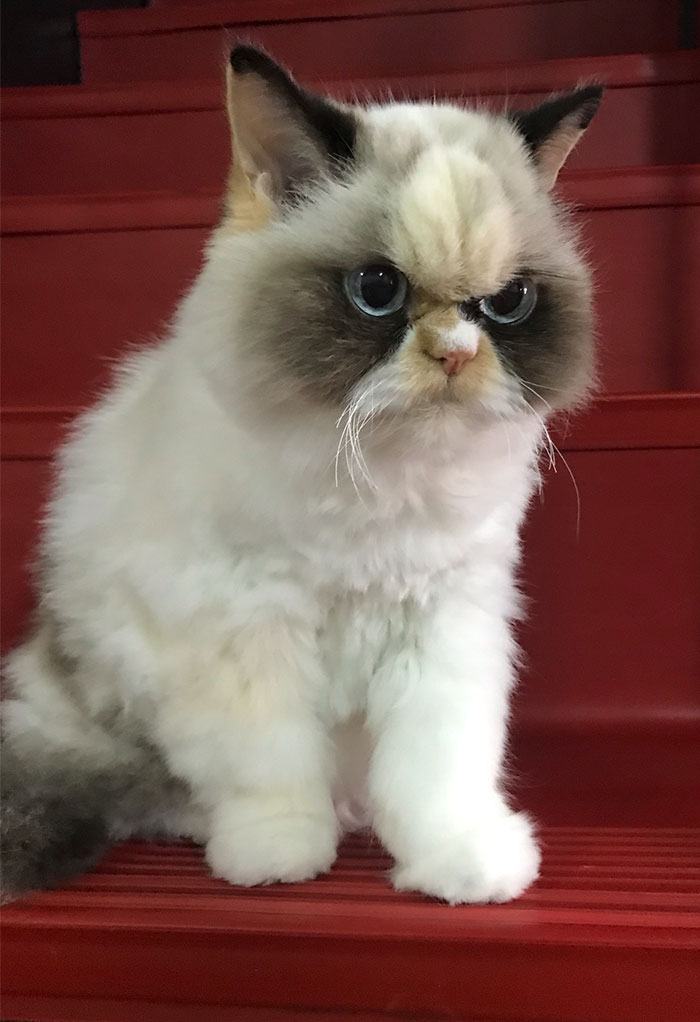 Meet The New Grumpy Cat That Looks Even Angrier Than Her Late Predecessor