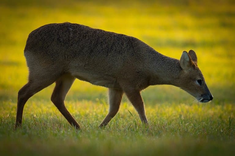 Water Deer Facts