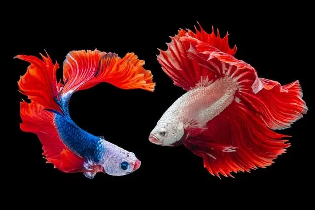 betta