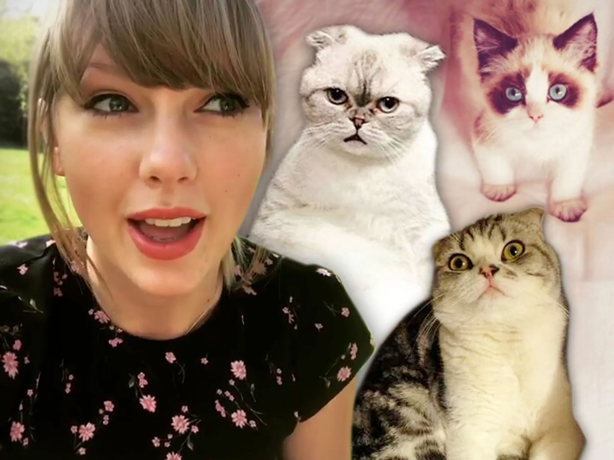 World's Richest Pets: Taylor Swift's Cats Net Worth Rs 800 cr, Equalling  Ranbir-Alias Combined Net Worth