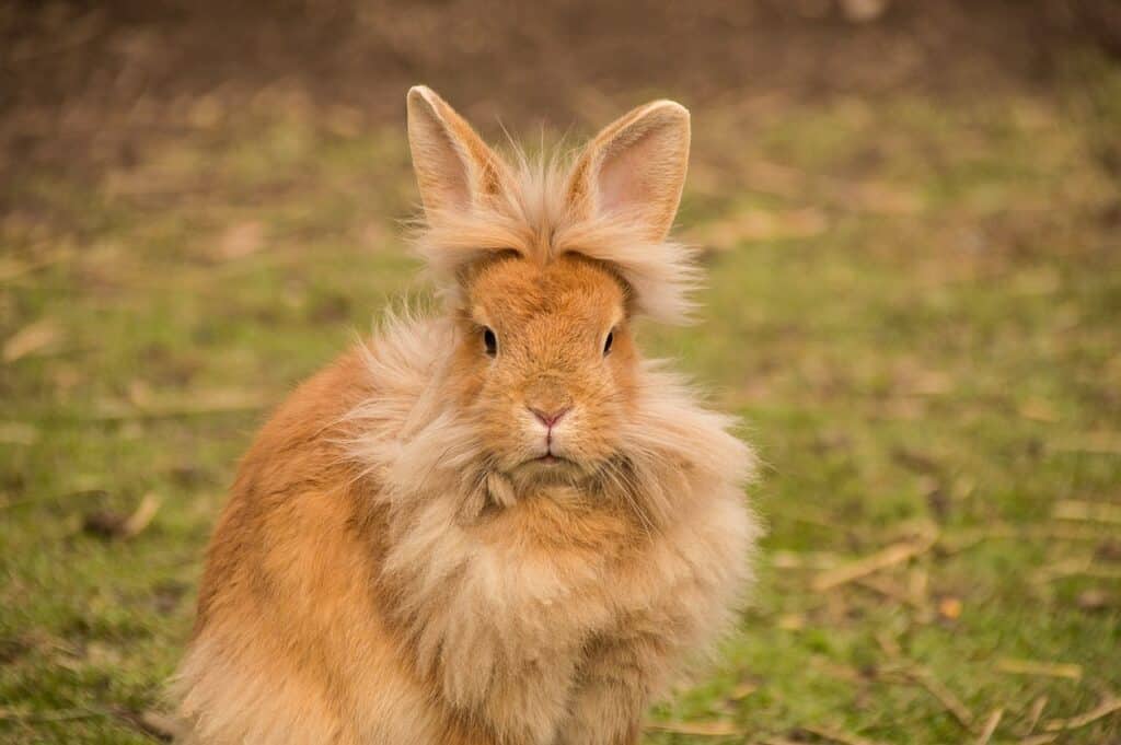 A Lionhead Rabbit