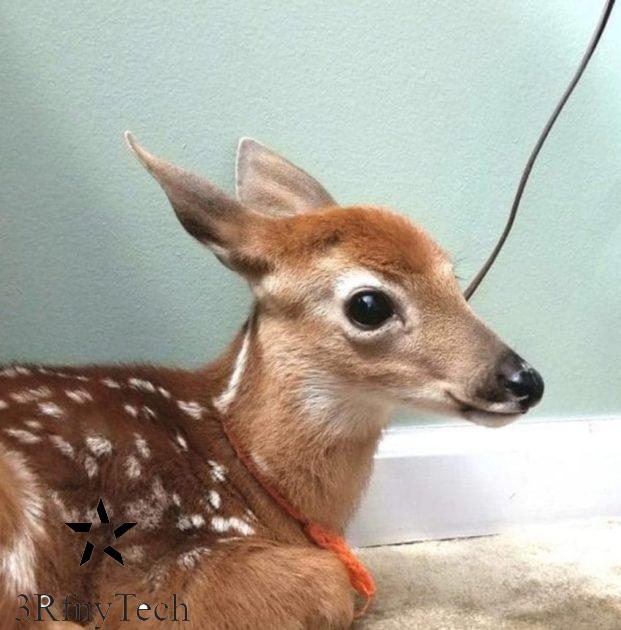 deer-3-4283131