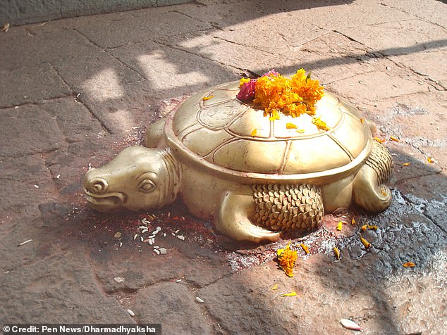 Kamal Devkota, a reptile expert who documented the find, said the reptile had a deep spiritual significance. 'Not only golden animals but turtles overall have significant religious and cultural value in Nepal,' he said